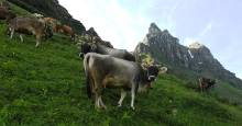 Kühe auf der Alpe